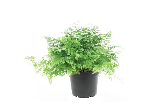 Junai.nl Adiantum raddianum ‘Fritz-Luthi’ | 12 cm pot | 27 cm hoog