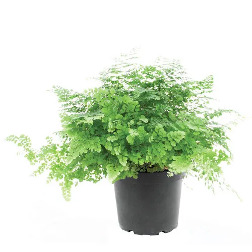 Junai.nl Adiantum raddianum ‘Fritz-Luthi’ | 12 cm pot | 27 cm hoog