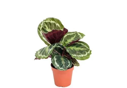 Junai.nl Calathea Medaillon - 7 cm pot