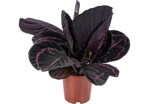 Junai.nl Calathea Rosea Dottie - 14 cm pot