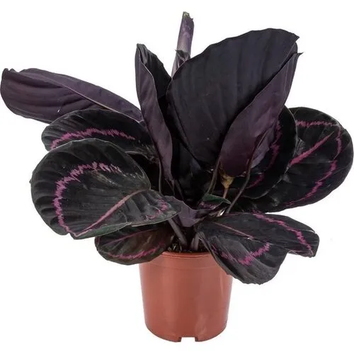 Junai.nl Calathea Rosea Dottie - 14 cm pot