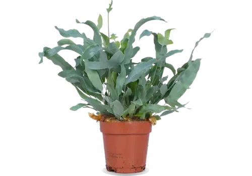 JUNAVERA Phlebodium Blue Star - 12 cm pot