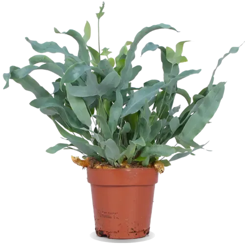 Junai.nl Phlebodium Blue Star - 12 cm pot