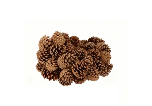 Junai.nl Nature Austrian Pinecone Natural - natuurlijke dennenappel (1 stuk)