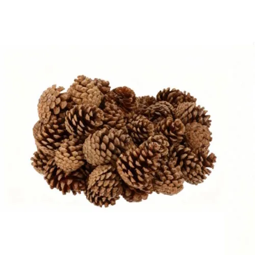 Junai.nl Nature Austrian Pinecone Natural - natuurlijke dennenappel (1 stuk)