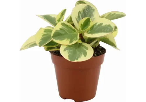 JUNAVERA Peperomia obtusifolia 'Obtipan Bicolor' - 12 cm pot