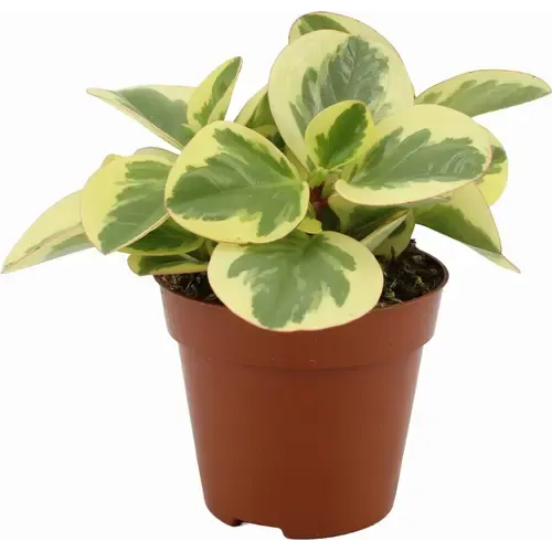 Junai.nl Peperomia obtusifolia 'Obtipan Bicolor' - 12 cm pot