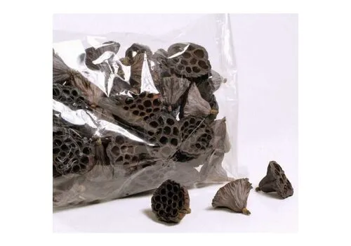 Junai.nl Lotus Pod middel - 7 cm doorsnede - 40 stuks per zak