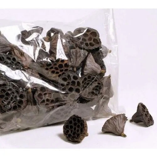 Junai.nl Lotus Pod middel - 7 cm doorsnede - 40 stuks per zak