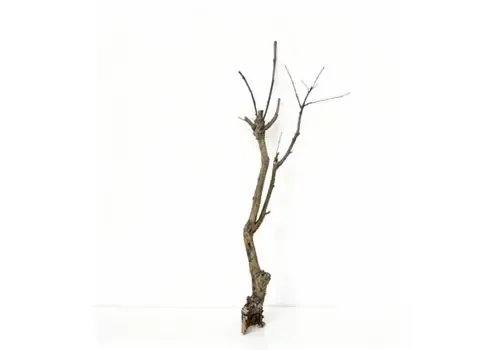 Junai.nl Seringenstronk - 60 cm