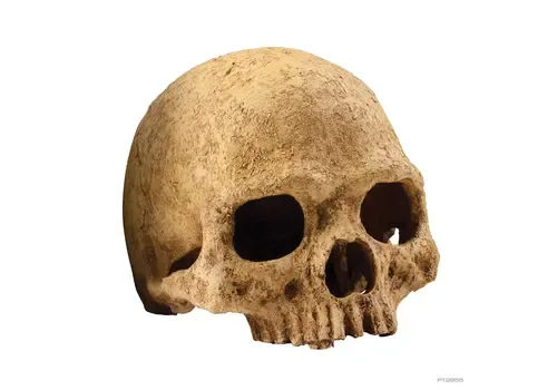Exo Terra Primate Skull primaat | terrarium schuilplaats