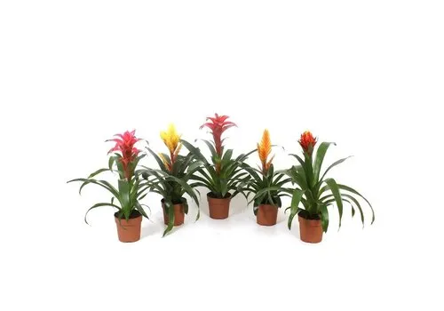 Junai.nl Bromelia gemengd - 5 cm pot | Per stuk