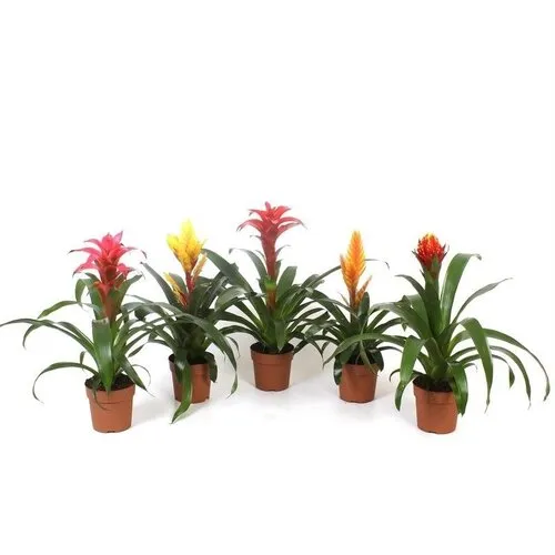 Junai.nl Bromelia gemengd - 5 cm pot | Per stuk