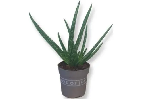 Junai.nl Aloe vera - 7 cm pot