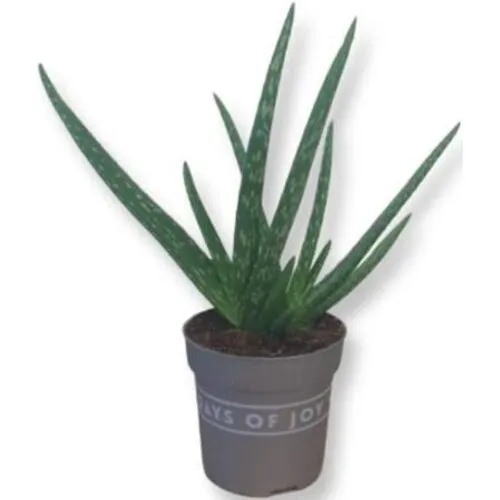 Junai.nl Aloe vera - 7 cm pot