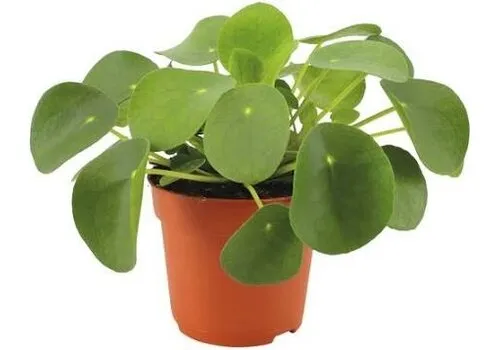 Junai.nl Pilea peperomioides - 5 cm pot