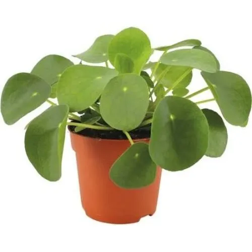 Junai.nl Pilea peperomioides - 8 cm pot
