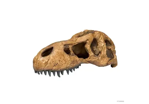 Exo Terra T-Rex Skull fossiele schuilplaats