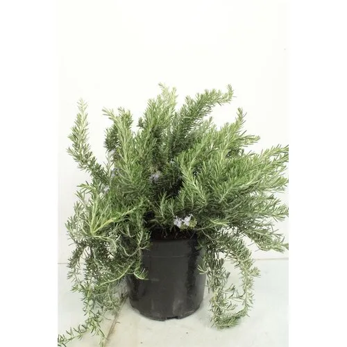 JUNAVERA Rozemarijn prostratus – 14 cm pot – ca. 20 cm hoog
