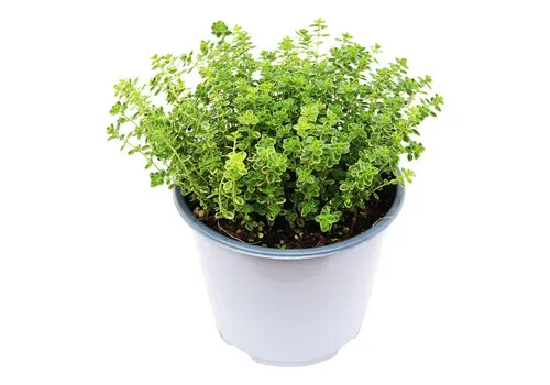 Junai.nl Thymus citriodorus ‘Aureum’ - 14 cm pot - ca. 20 cm hoog