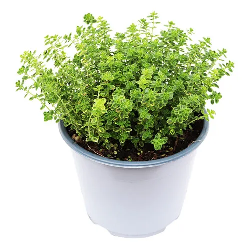 Junavera Thymus citriodorus ‘Aureum’ - 14 cm pot - ca. 20 cm hoog
