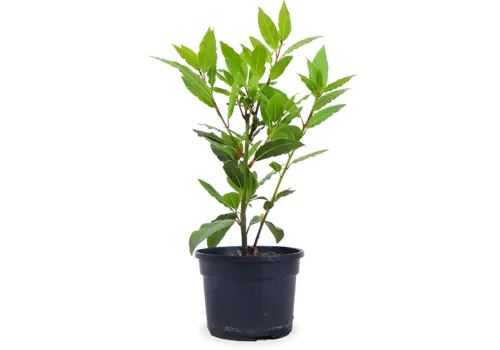 Junai.nl Laurus nobilis – Laurierplant– 11 cm pot – ca. 25 cm hoog