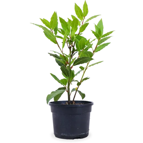 Junai.nl Laurus nobilis – Laurierplant– 11 cm pot – ca. 25 cm hoog