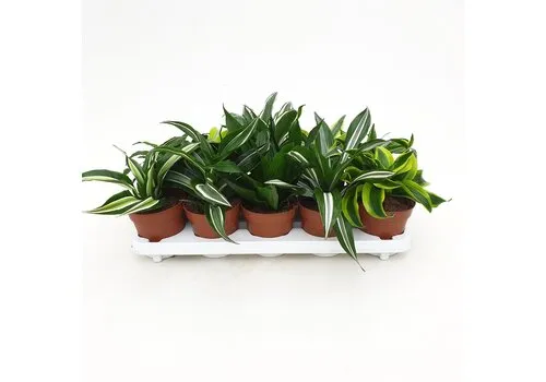 Junai.nl Dracaena gemengd - 12 cm pot - per stuk