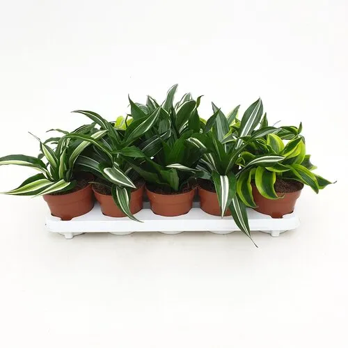 Junai.nl Dracaena gemengd - 12 cm pot - per stuk