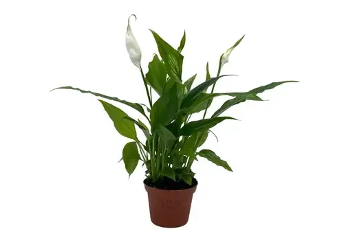 Junai.nl Spathiphyllum Chopin - 5 cm pot