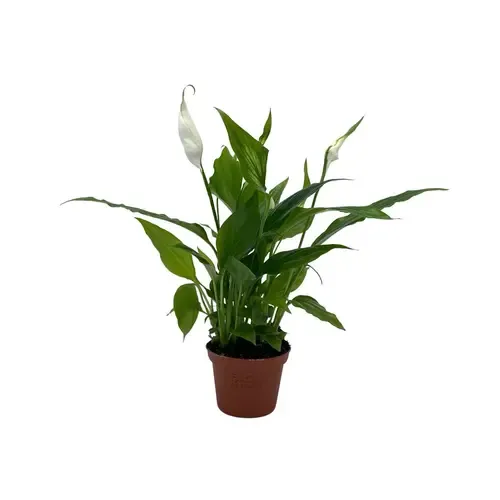 Junai.nl Spathiphyllum Chopin - 5 cm pot