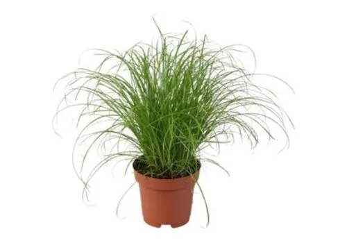 Junai.nl Cyperus alternifolius - 12 cm pot