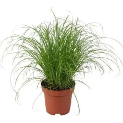 Junai.nl Cyperus alternifolius - 12 cm pot