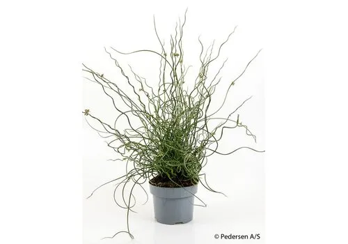 Junai.nl Juncus effusus Spiralis - 17 cm pot