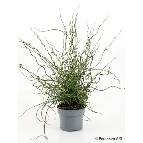 Junai.nl Juncus effusus Spiralis - 17 cm pot