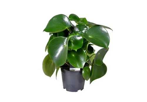 Junai.nl Peperomia polybotrya Raindrop - 15 cm pot