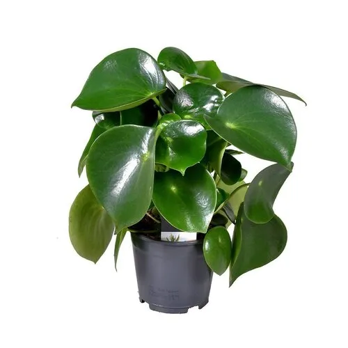 Junai.nl Peperomia polybotrya Raindrop - 15 cm pot
