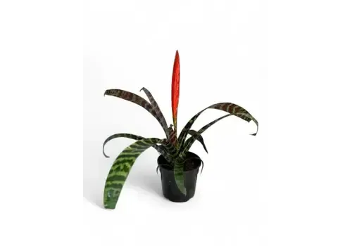 Junai.nl Vriesea splenriet - 9 cm pot