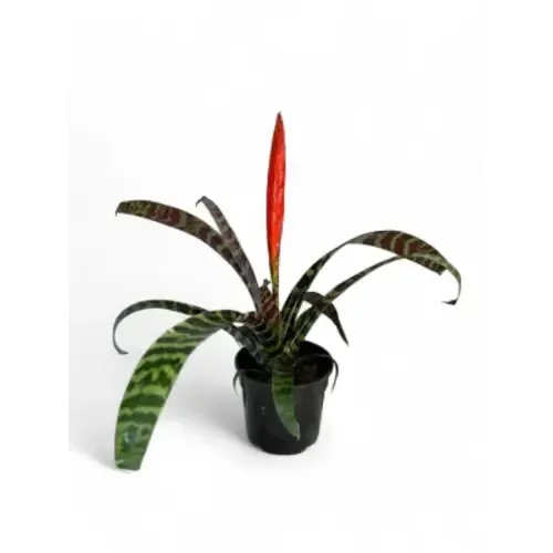 Junai.nl Vriesea splenriet - 9 cm pot