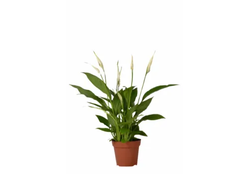 Junai.nl Spathiphyllum Chopin - 9 cm pot