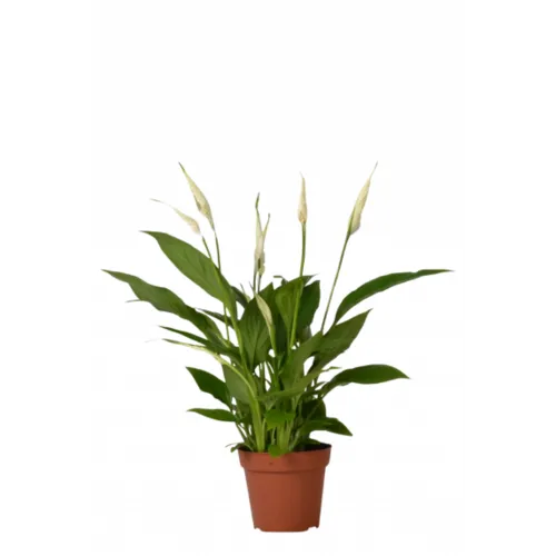 Junai.nl Spathiphyllum Chopin - 9 cm pot