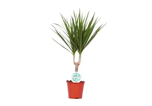 Junai.nl Dracaena marginata - 12 cm pot