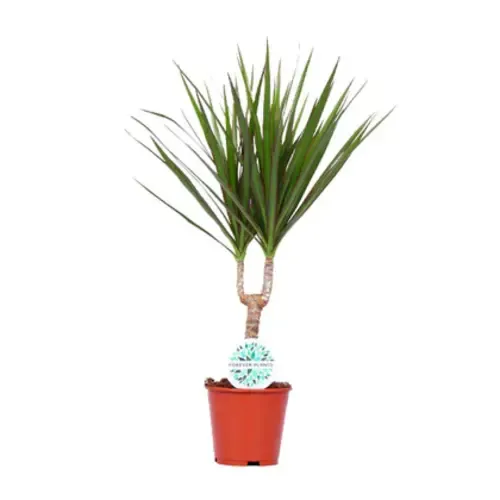 Junai.nl Dracaena marginata - 12 cm pot