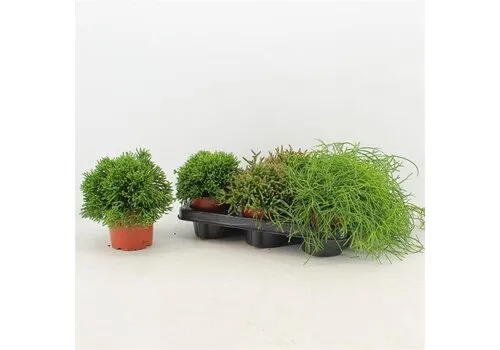 Junai.nl Rhipsalis gemengd - 5 cm pot