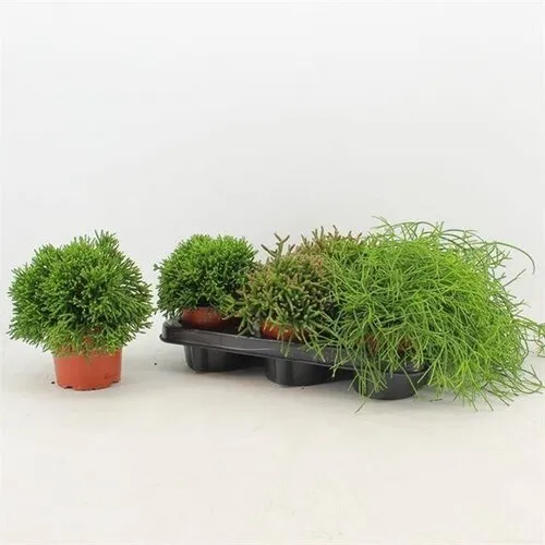 Junai.nl Rhipsalis gemengd - 5 cm pot
