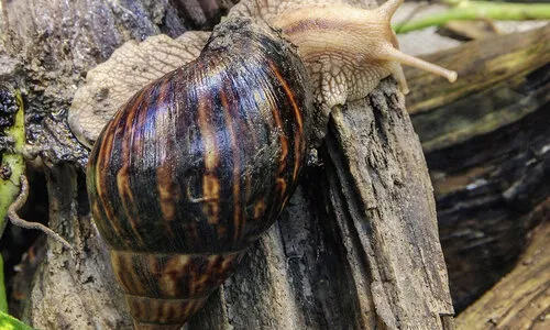Agaatslak (Achatina fulica) verzorgen – compleet caresheet