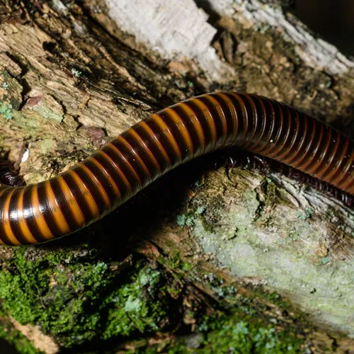 Afrikaanse reuzenmiljoenpoot (Archispirostreptus gigas) verzorgen – compleet caresheet