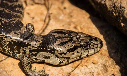 Blauwtong skink caresheet – complete verzorging