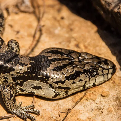 Blauwtong skink caresheet – complete verzorging