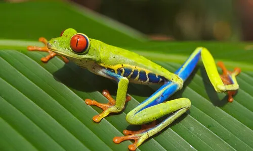 Roodoogmakikikker caresheet (Agalychnis callidryas)
